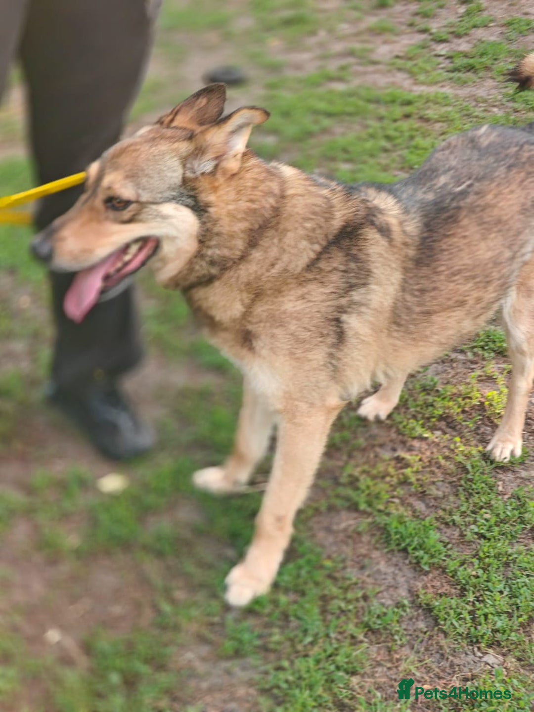 Mixed Breed dogs for adoption: 💙🐶 SIRKO 🐶💙 - Image 11