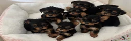 Yorkshire Terrier dogs for sale: Adorable Yorkshire Terrier Puppies 8 girls&1 boy.  - Advert 23