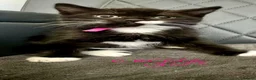 Persian cats for sale: Persian x kittens - Advert 13