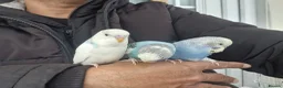 Budgerigars birds for sale: Super Hand Tamed Baby Budgie  - Advert 15
