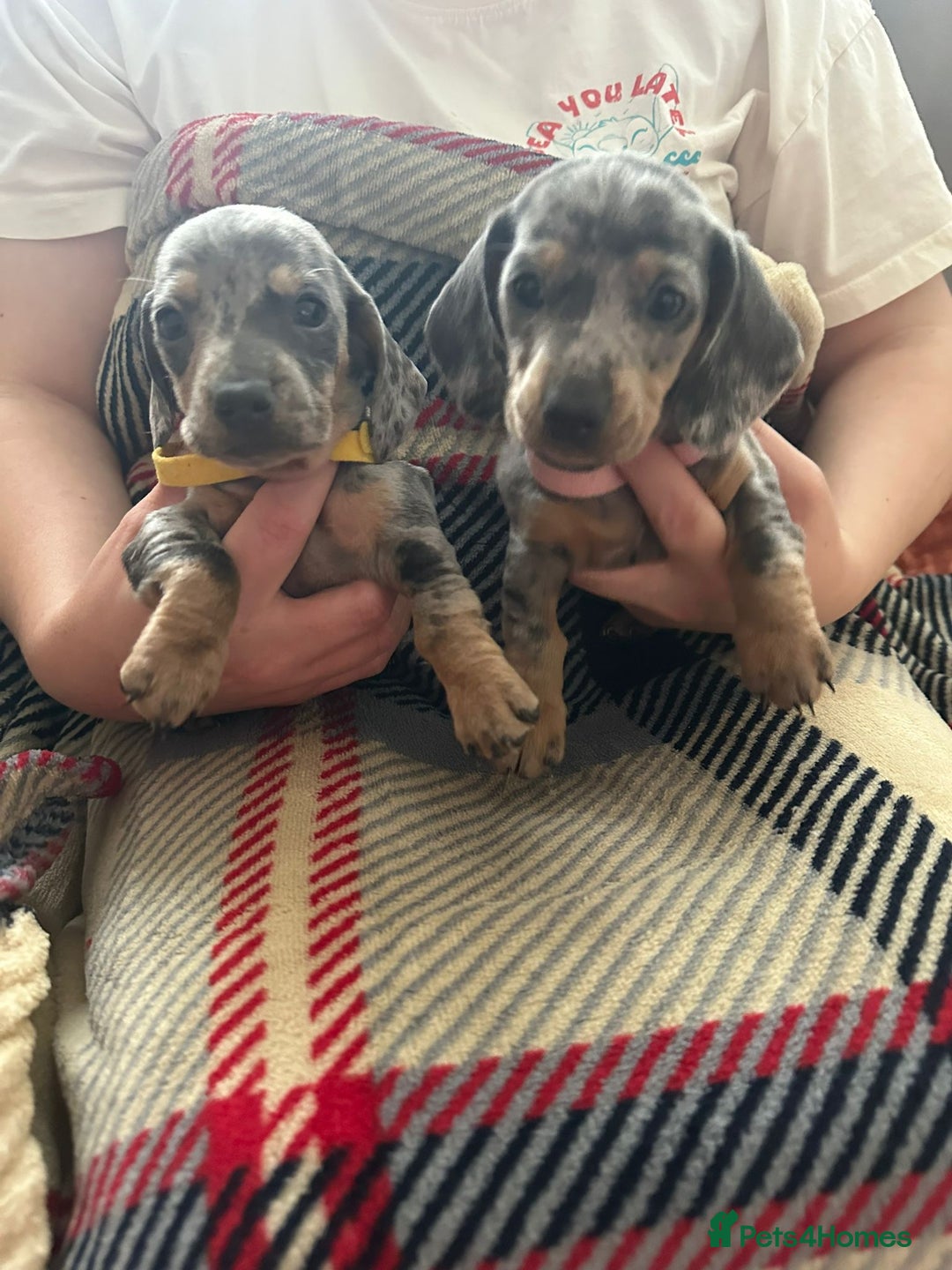 Miniature Dachshund dogs for sale: Miniature dachshund  - Image 4