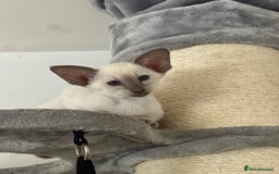 Siamese cats for sale: Lilac Siamese boy  - Image 3