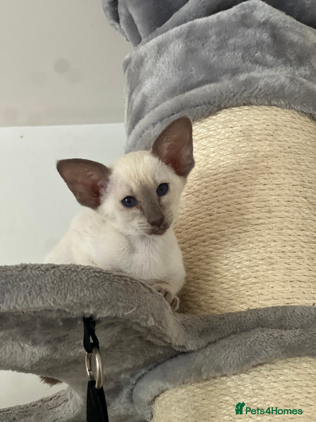 Siamese cats for sale: Lilac Siamese boy  - Image 3