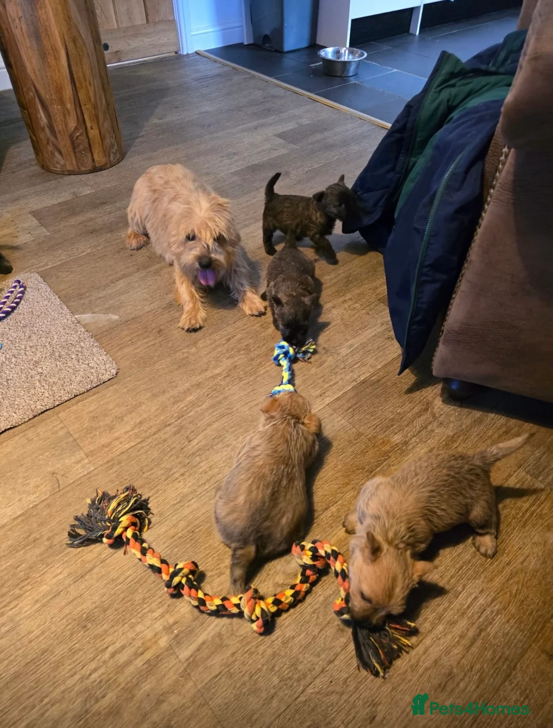 Cairn Terrier dogs for sale: Quality Beautiful KC Reg Cairn Terrier Puppies.  - Advert 15