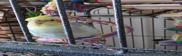 Cockatiels birds for sale: Cockatiel male semi tame - Advert 2
