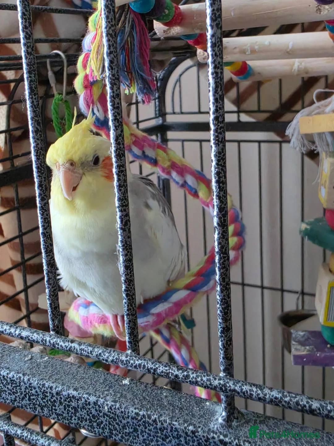 Cockatiels birds for sale: Cockatiel male semi tame - Advert 2