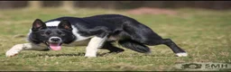 Border Collie dogs for sale: ISDS Tri and Black & White Border Collies - Advert 5