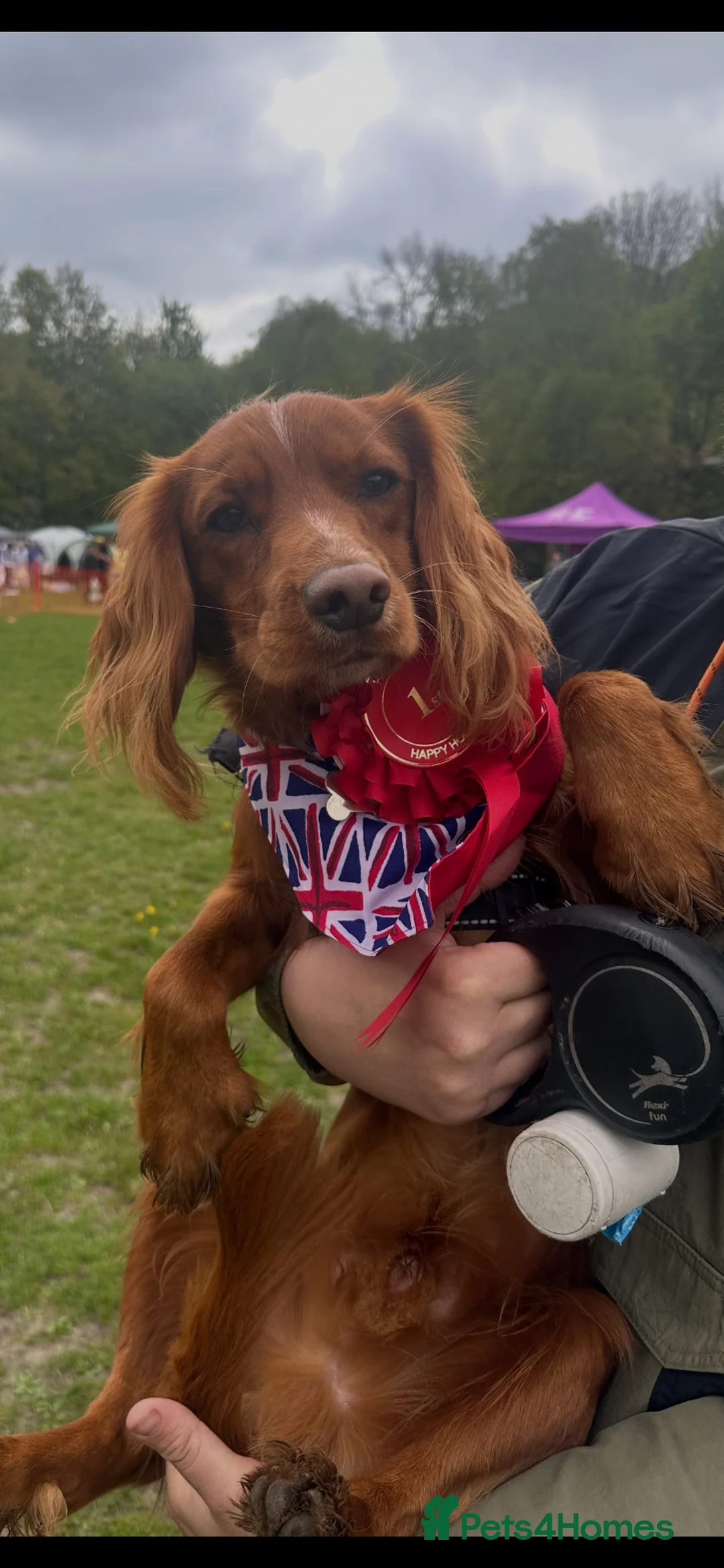 Cocker Spaniel dogs for stud: Red Working spaniel   - Advert 3