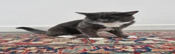 Domestic Shorthair cats for sale: 🐾 Meet Mimi! 🐾 - Advert 4