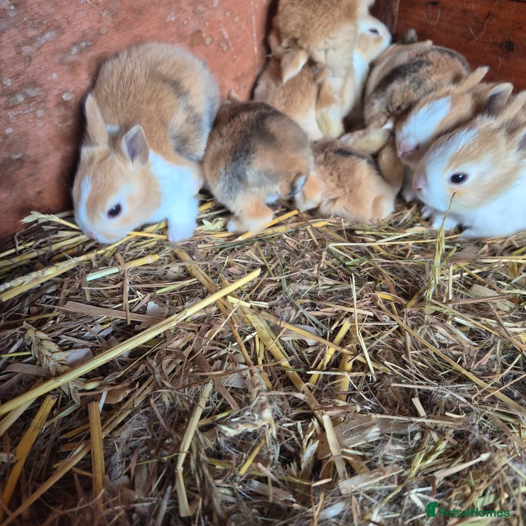 Dutch rabbits for sale: Dutch rabbits - Advert 4