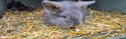 Mini Lion Lop rabbits for sale: Lionhead and lop babies  in Manchester - Advert 9