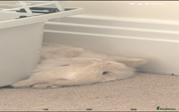 Mini Lop rabbits for sale: Mini loop  - Image 2