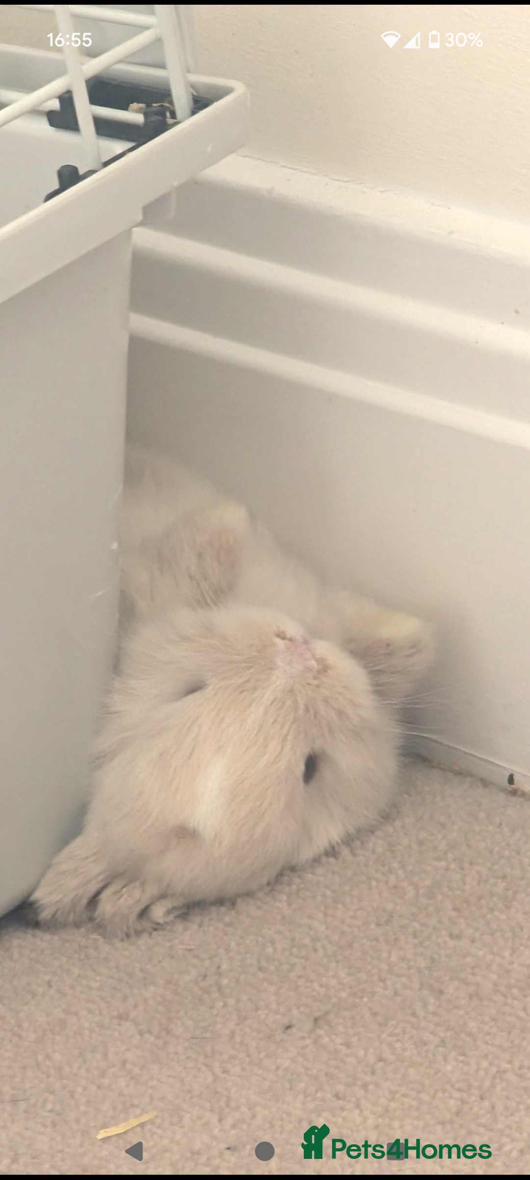 Mini Lop rabbits for sale: Mini loop  - Image 2
