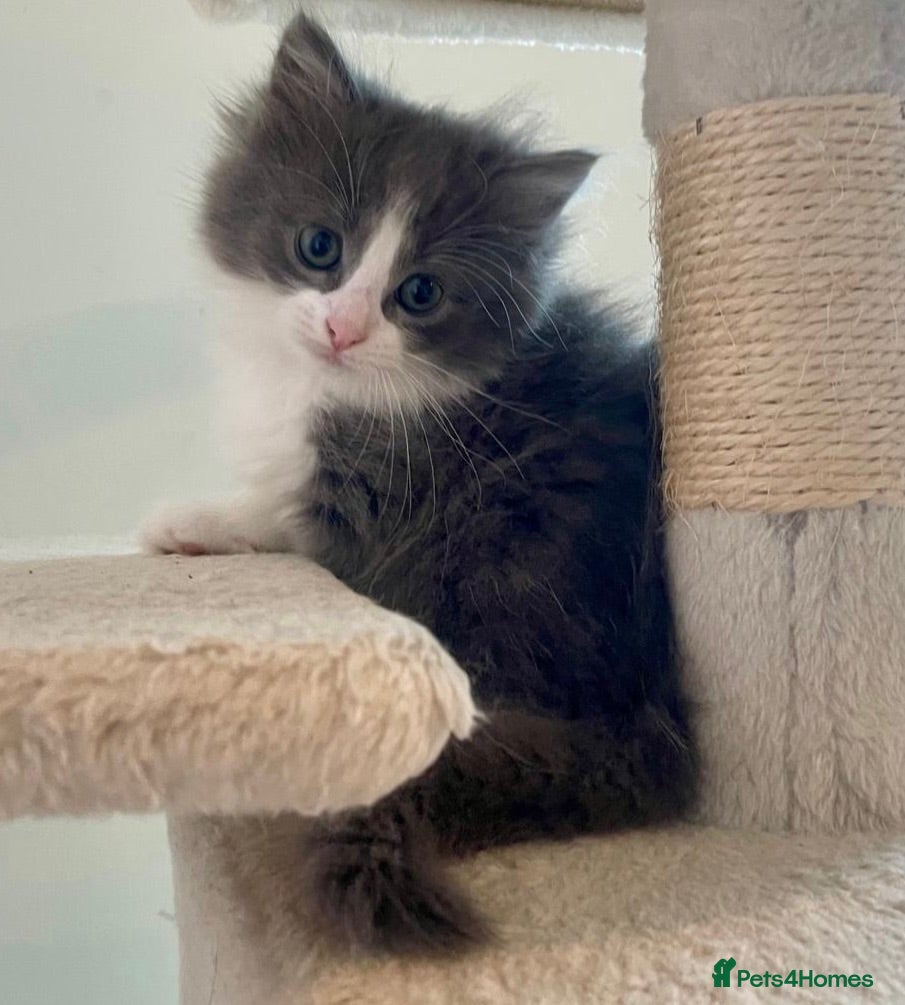 Ragdoll cats Ragdoll Cross Kittens Looking for Forever Home - Advert 1