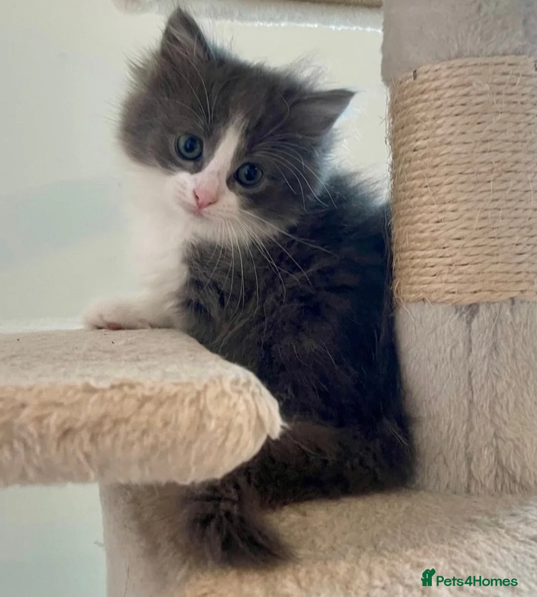 Ragdoll cats for sale: Ragdoll Cross Kittens Looking for Forever Home - Advert 1