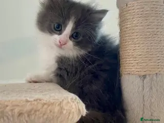 Ragdoll cats Ragdoll Cross Kittens Looking for Forever Home - Advert 1