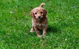 Goldendoodle dogs for sale: F1b Miniature Goldendoodles - Waiting List Open - Image 3