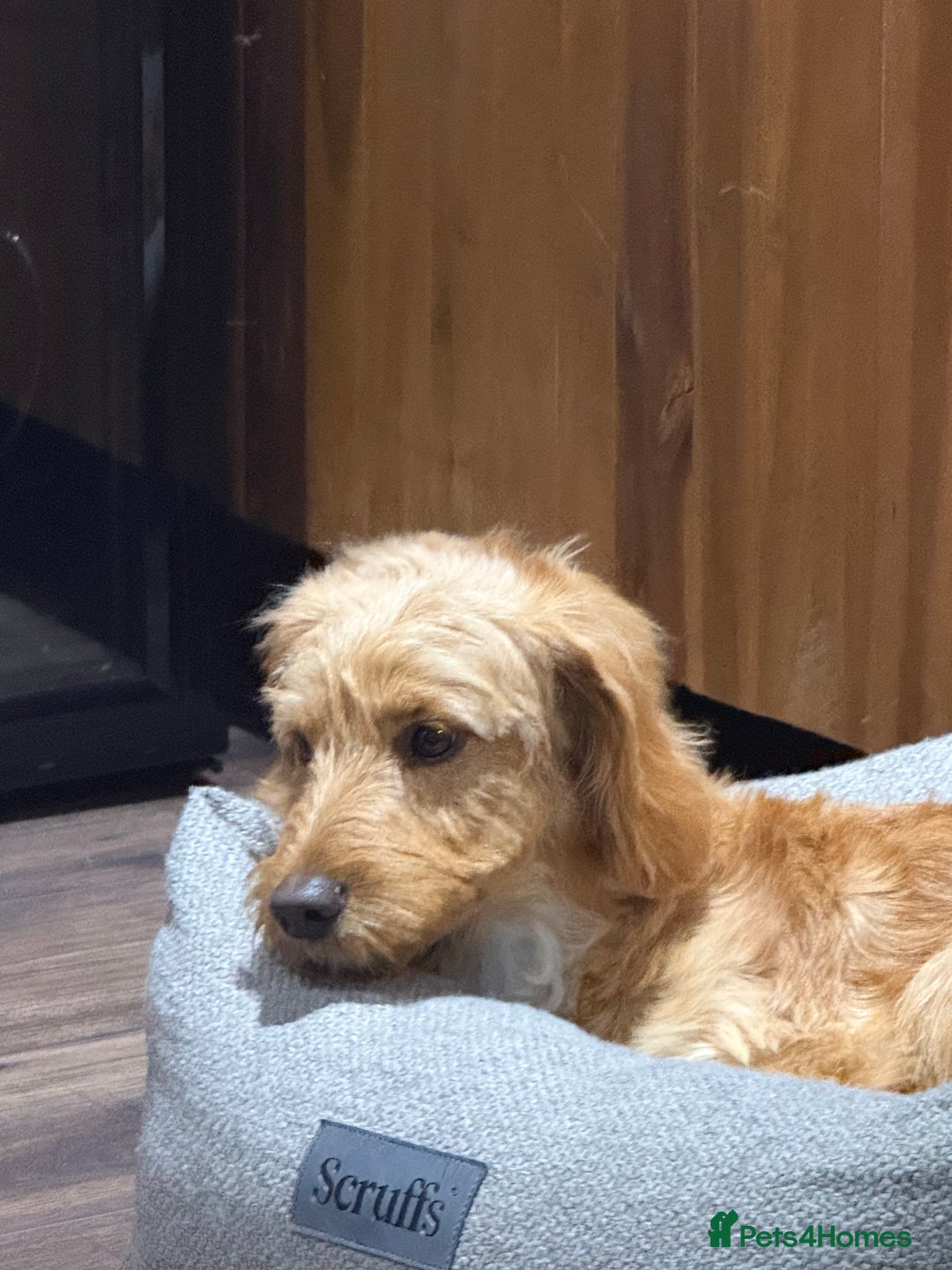 Cockapoo dogs for sale: 10-Month-Old F1B Cockapoo – Loving Home Wanted - Advert 5