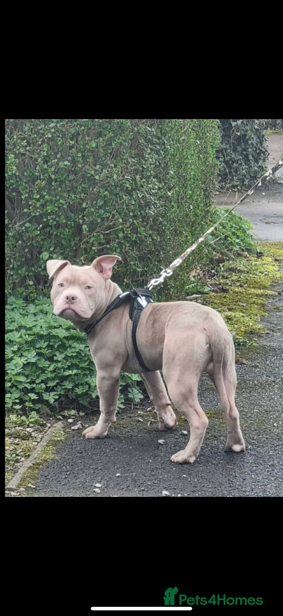 Mixed Breed dogs Milo  - Advert 9