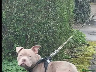 Mixed Breed dogs Milo - Advert 11