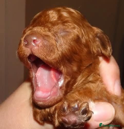 Cavapoo dogs Tiny toy red cavapoo litter due  - Advert 1
