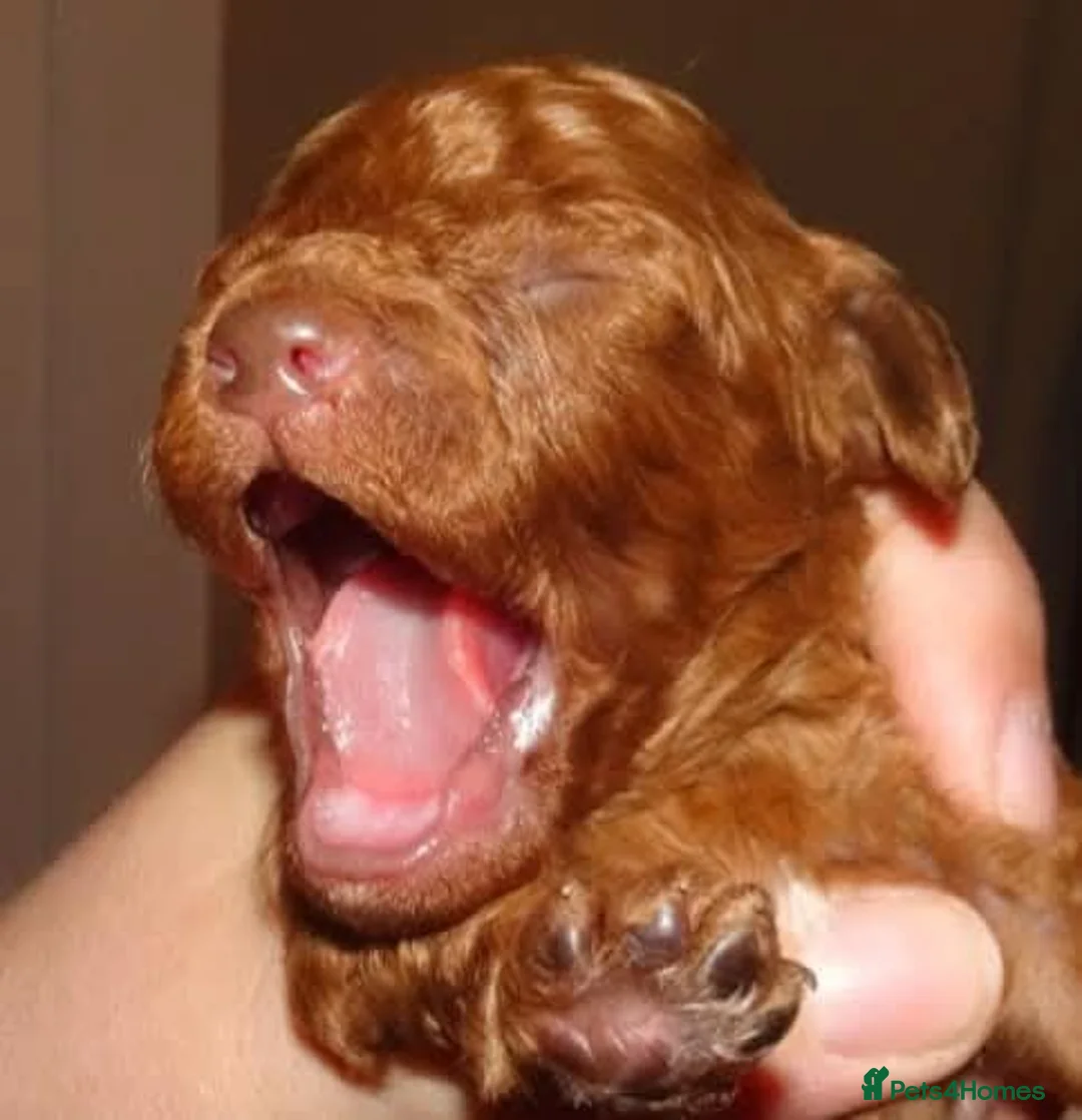 Cavapoo dogs for sale: Tiny toy red cavapoo litter due  - Advert 1