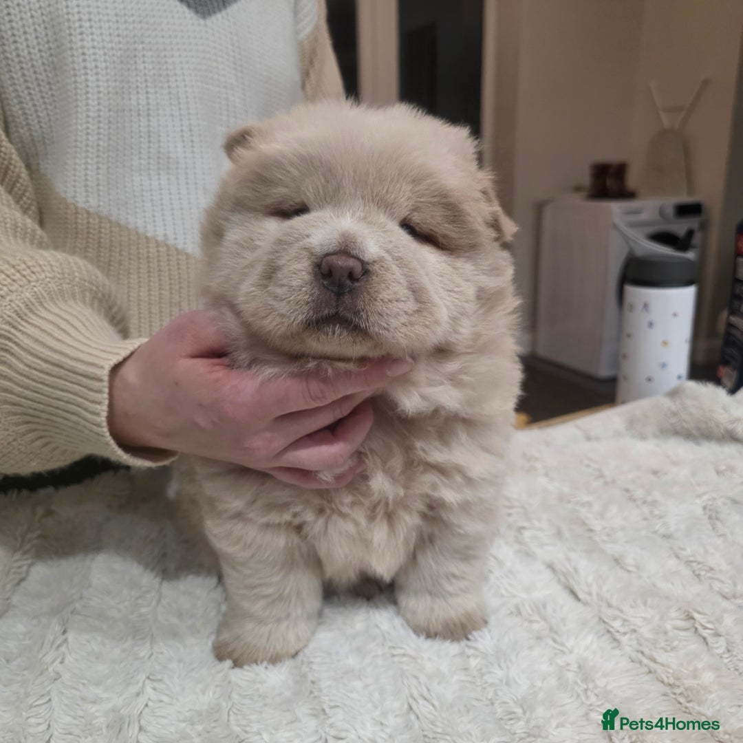 Chow Chow dogs for sale: 7 beautiful chow chow  - Advert 16