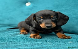 Miniature Dachshund dogs for sale: Miniature Dachshund Puppies  - Image 7