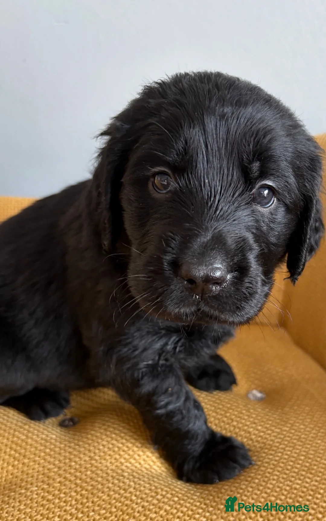 Mixed Breed dogs for sale: READY NOW  ❤️GOLDEN FLATTIES ❤️ ONLY 2 LEFT! ❤️  - Advert 40