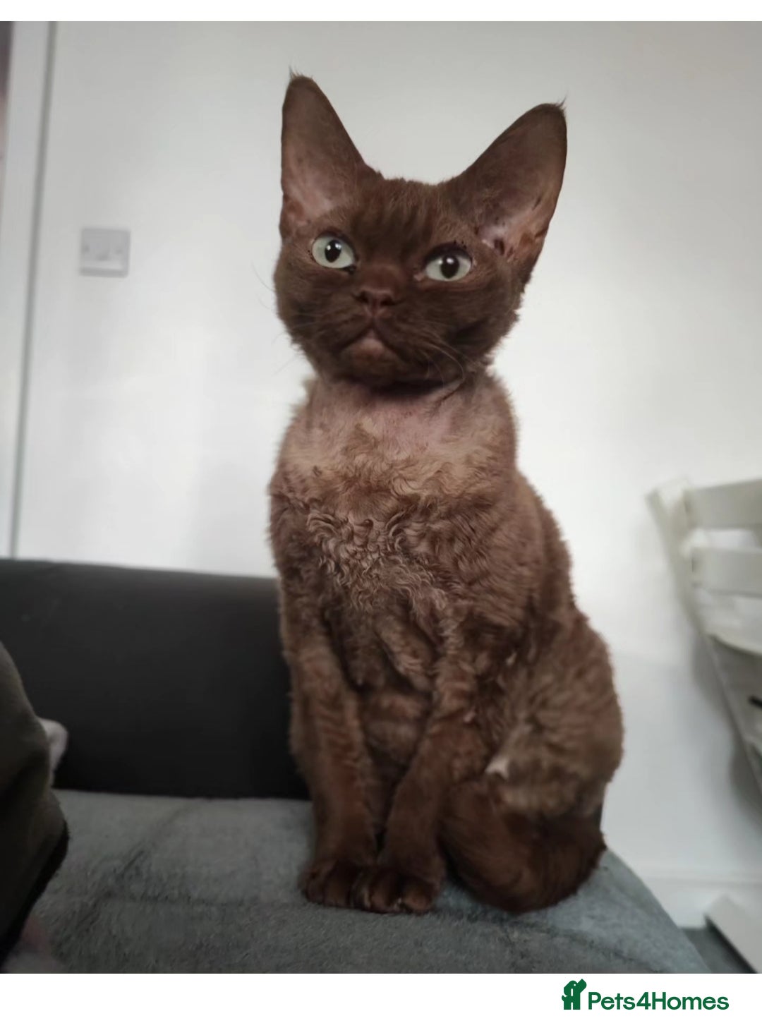 Devon Rex cats for sale: Devon rex girl  - Image 4
