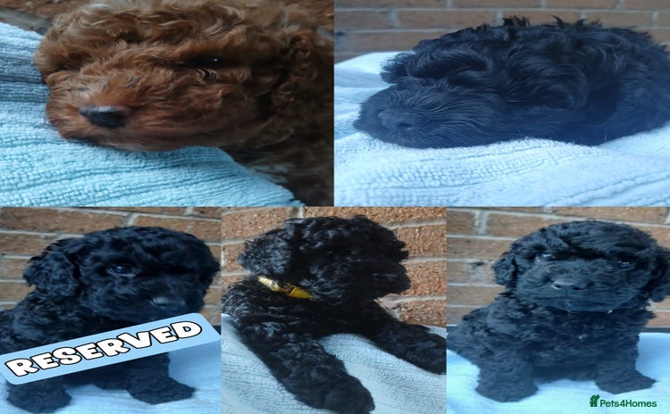 Cockapoo dogs - Advert 2