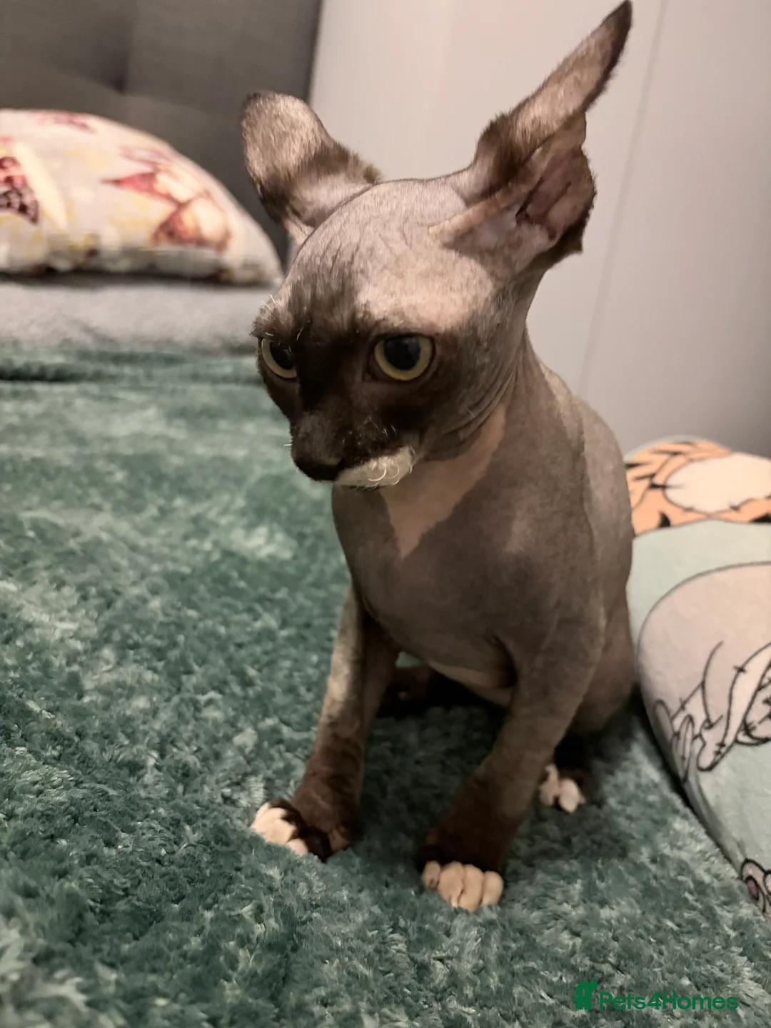 Sphynx cats for sale: Spynx kitten for sale  - Advert 4