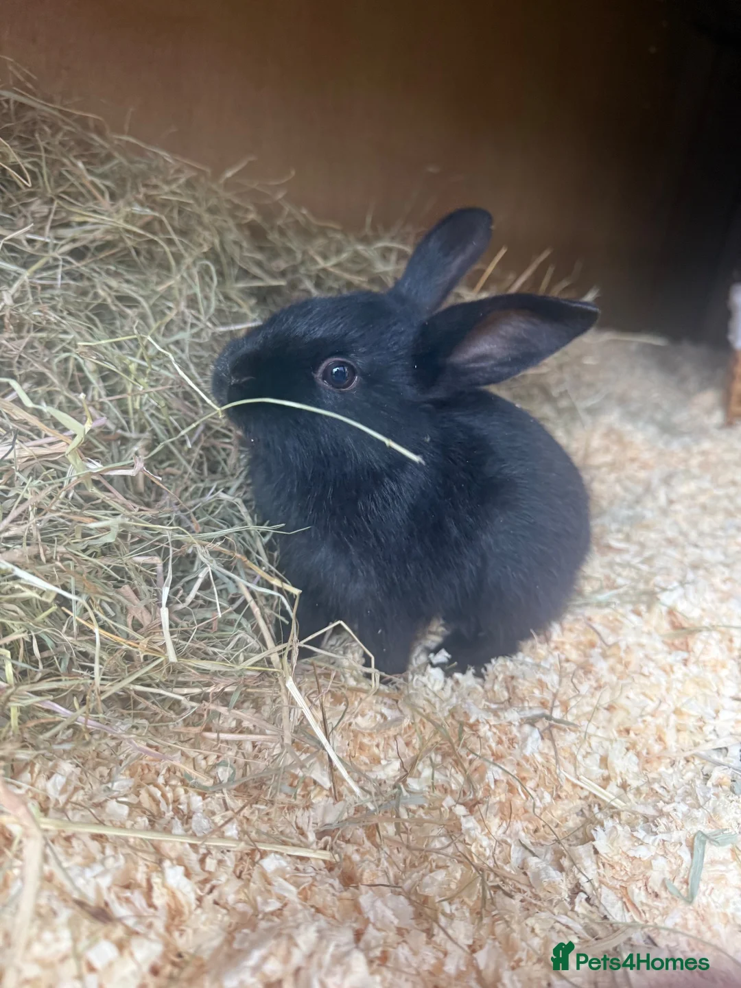 Mixed Breed rabbits for sale: 3 bunnies available  in Tunbridge Wells - Advert 5