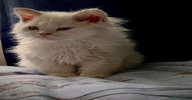 Selkirk Rex cats - Advert 14