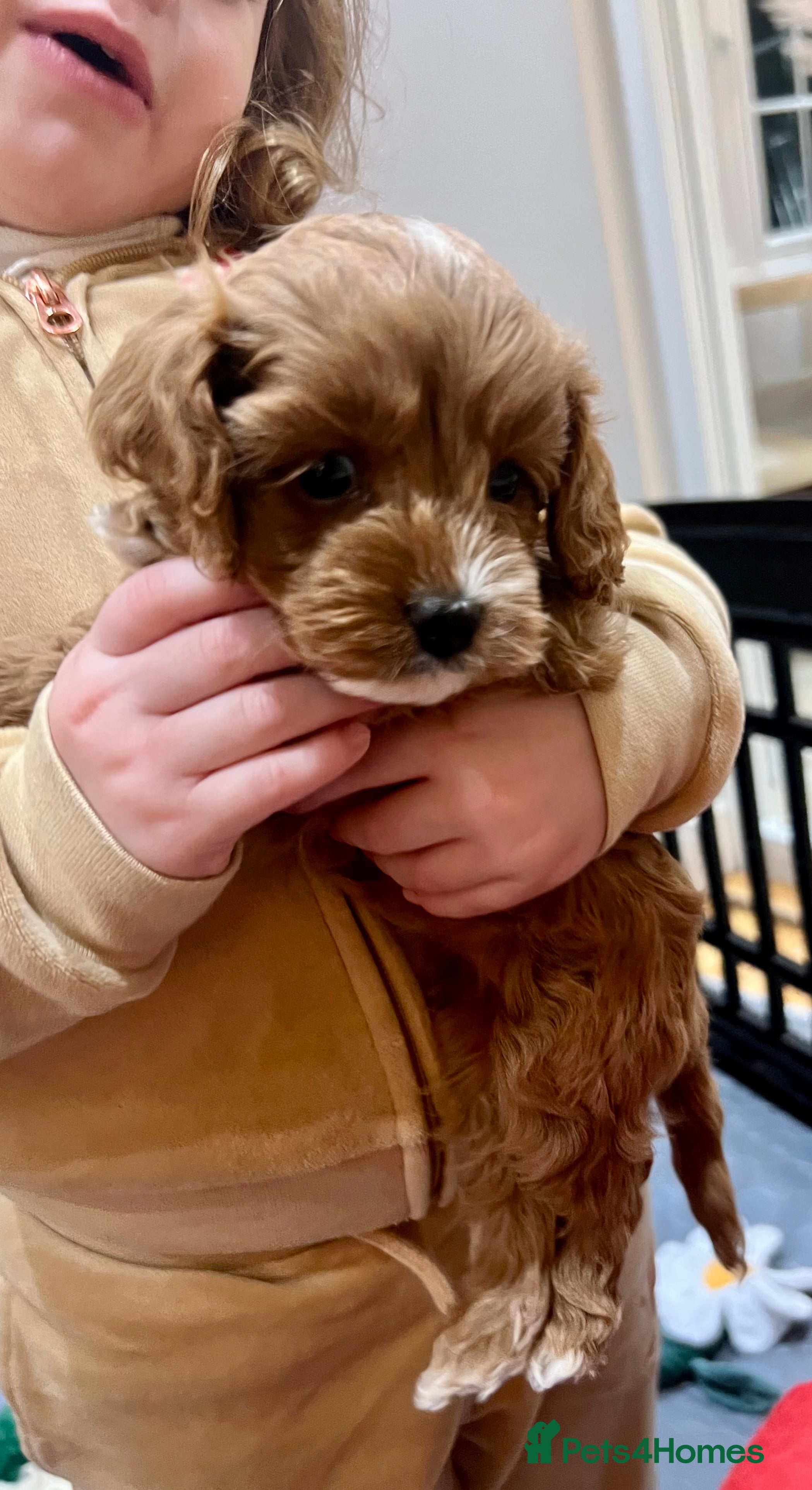 Cavapoo dogs ✨Beautiful Toy Cavapoo Puppies KC Reg parents✨ - Advert 4