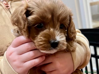 Cavapoo dogs 👑Fabulous Toy Cavapoo Puppies KC Reg parents✨ - Advert 11