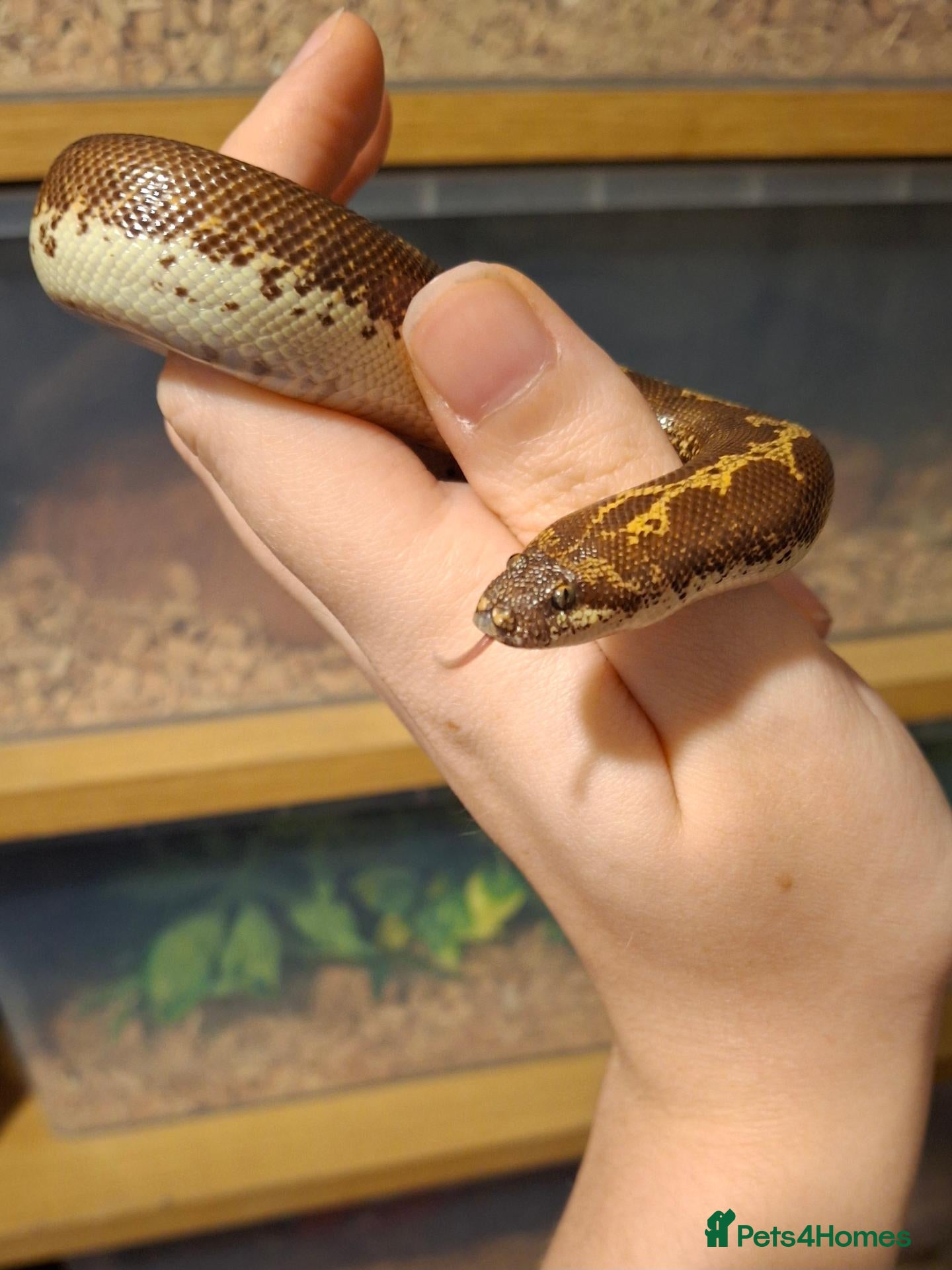 Snake reptiles Kenyan sand boa female - Advert 5