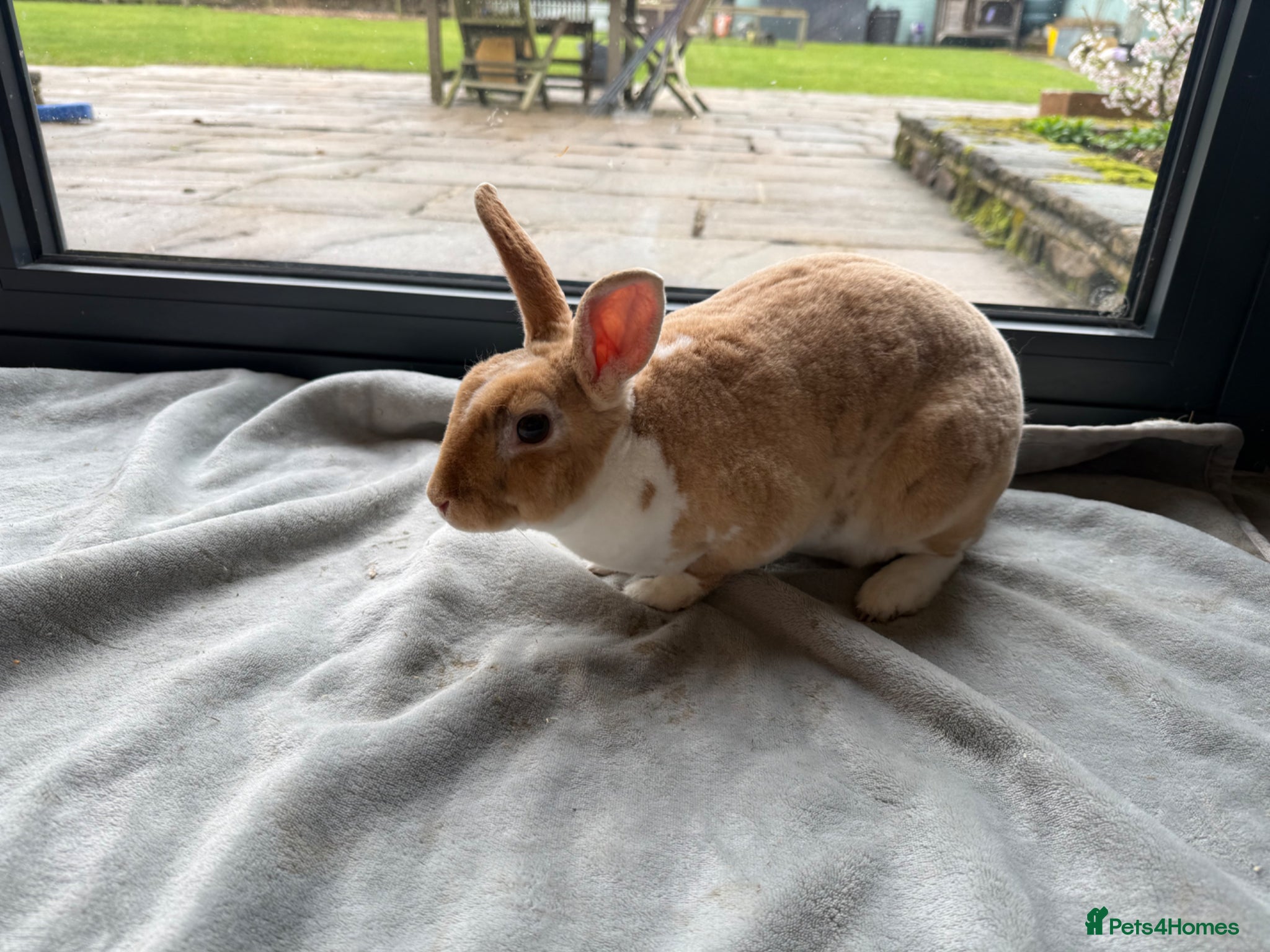 Rex rabbits Beautiful young Doe for reluctant rehoming - Advert 2