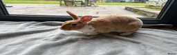 Rex rabbits for sale: Beautiful young Doe for reluctant rehoming - Advert 1