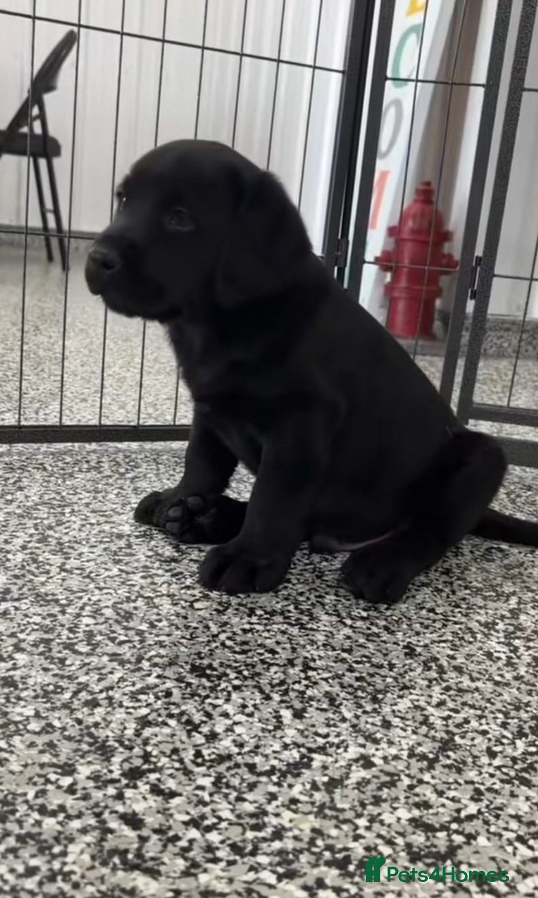 Labrador Retriever dogs for sale: Beautiful Labrador puppies for sale - Advert 7