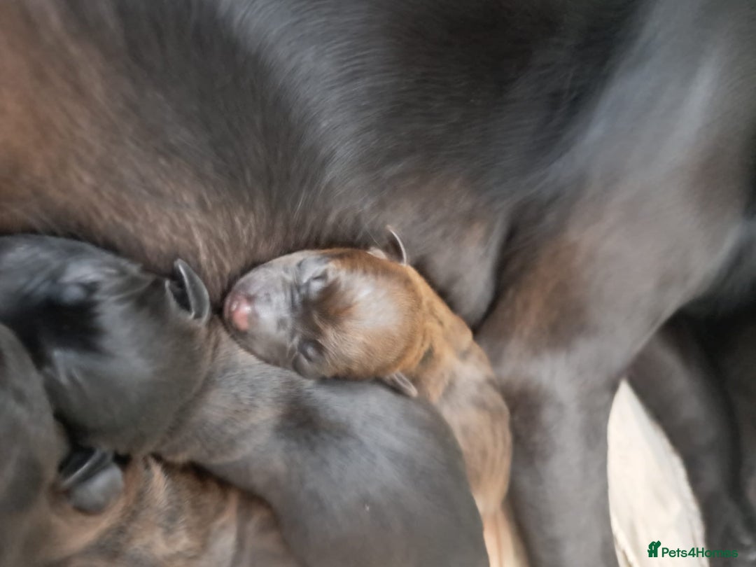 Patterdale Terrier dogs for sale: Patterdale pups - Image 29
