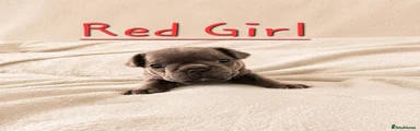 Red Collar- Blue Girl