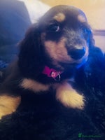 Miniature Dachshund dogs KC Reg PRA Clear Miniature Dachshunds - Advert 6