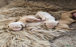 Miniature Dachshund dogs for sale: Miniature cream dachshund - Image 31