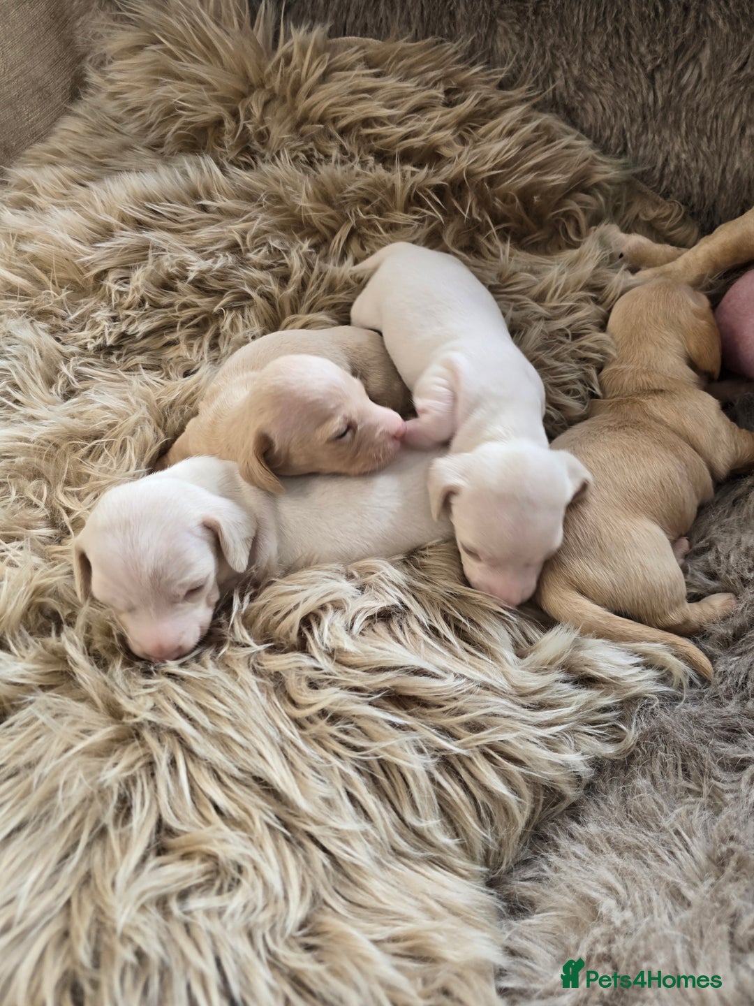 Miniature Dachshund dogs for sale: Miniature cream dachshund - Image 31