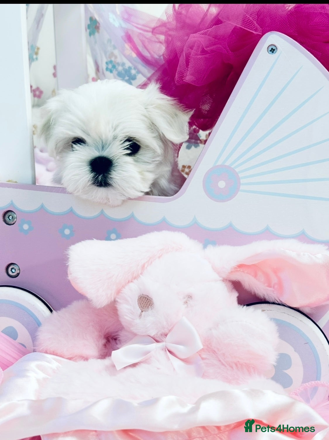 Maltese dogs Outstanding Quality Tiny  Maltese  - Advert 3