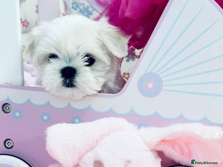 Maltese dogs Outstanding Quality Tiny Maltese - Advert 3