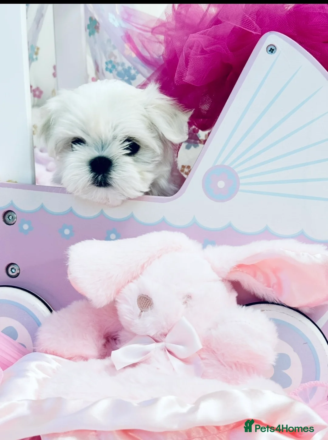 Maltese dogs for sale: 💎Last Boy Full Korean Maltese  Available💎 - Advert 15