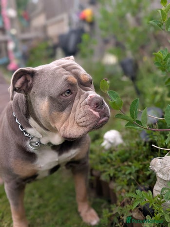 Olde English Bulldogge dogs - Advert 10