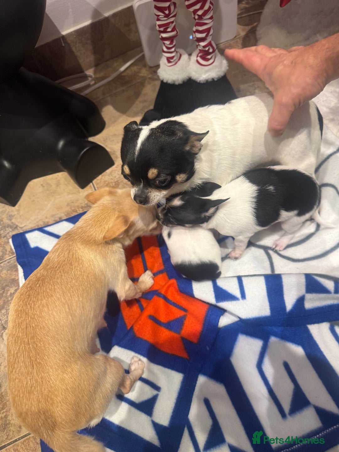 Chihuahua dogs for sale: 3 adorable apple-head tini puppies LF a home - Advert 7